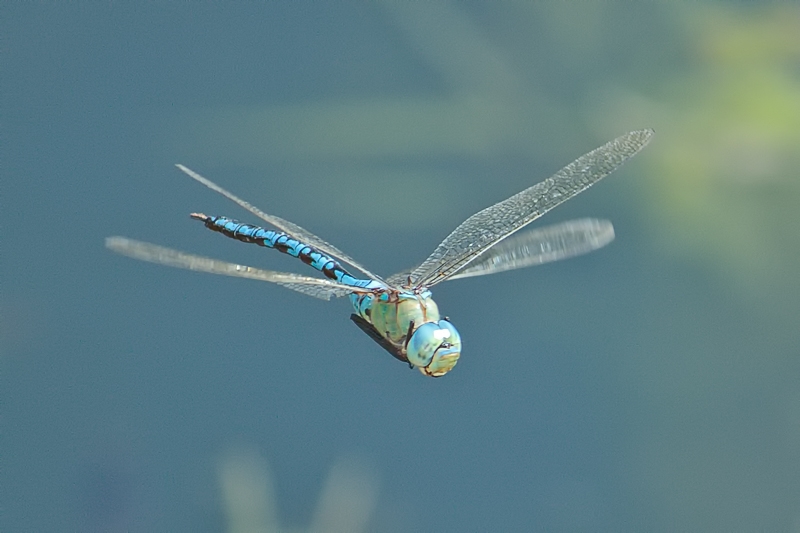 Male A. imperator in flight